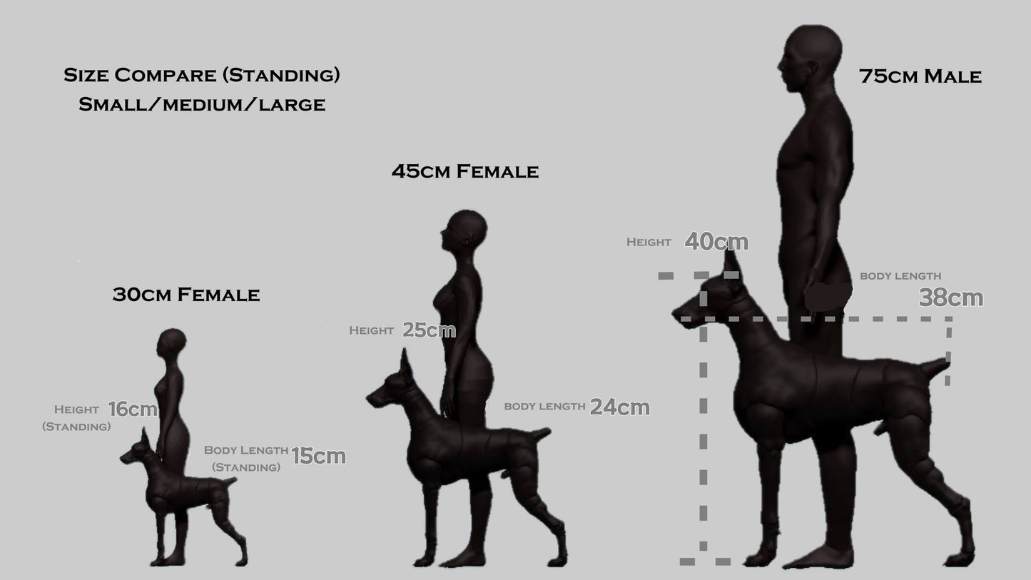BJD Pet - Doberman Pinscher
